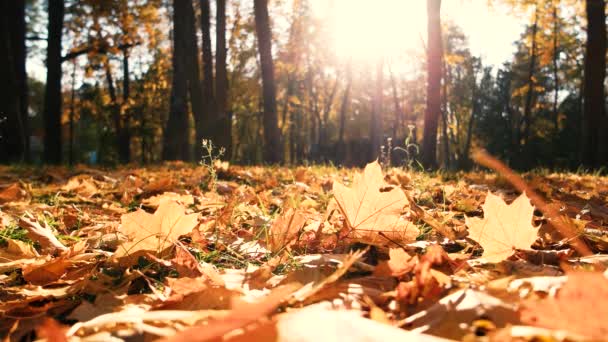 Впало жовте листя на землі в лісі . — стокове відео