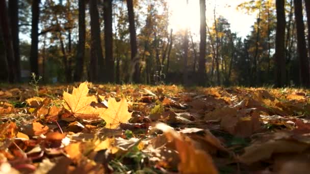 Hojas amarillas de otoño y hierba verde . — Vídeo de stock