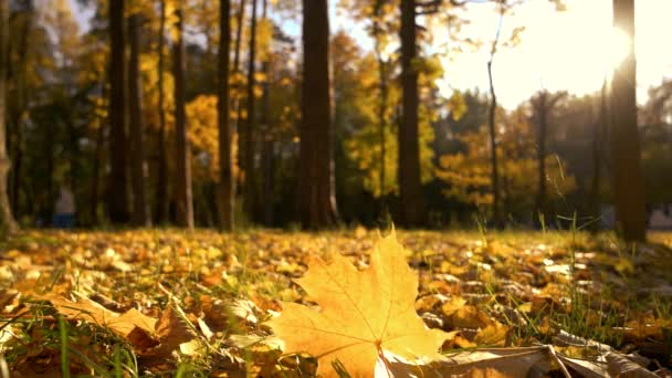 Hojas amarillas de otoño a la luz del sol . — Vídeos de Stock