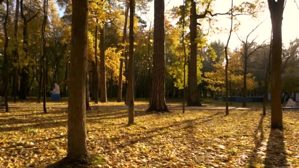 秋の公園の背景. — ストック動画