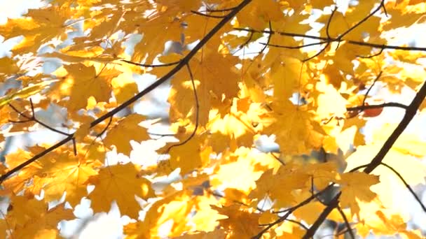 Złotej jesieni pozostawia krajobraz. — Wideo stockowe