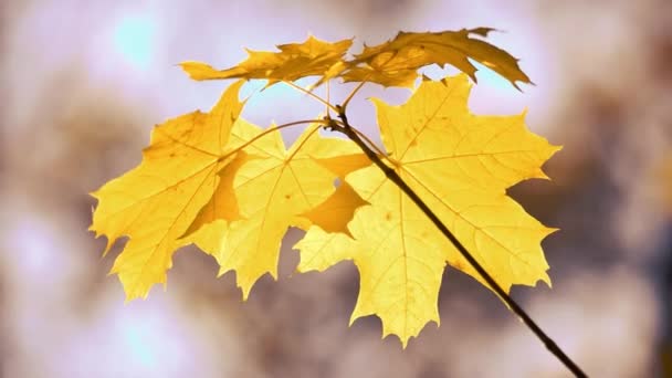 黄金のメープル ツリーの葉のクローズ アップ. — ストック動画