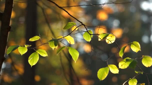 Čerstvé březové listy v sluneční paprsky. — Stock video