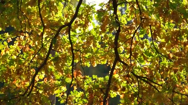 樫の木葉のクローズ アップ 秋の日光の秋の樫の木を残します 暖かい秋のコンセプト — ストック動画