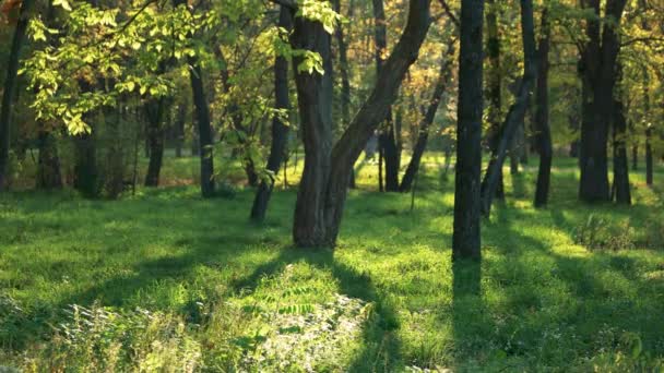 Zon balken in het forest. — Stockvideo