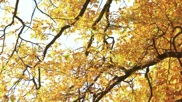 Close-up van de boom met gouden herfstbladeren. — Stockvideo