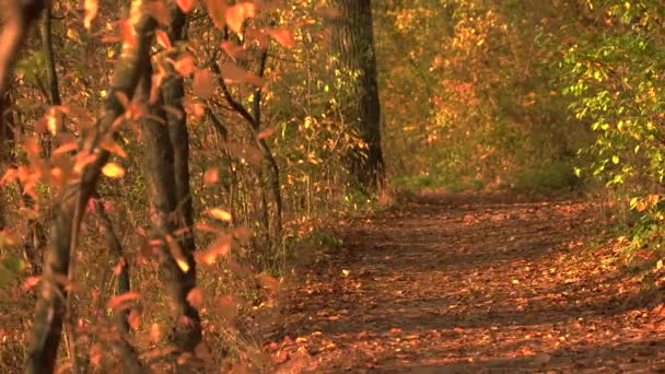 橙色的秋天和秋天森林通路. — 图库视频影像