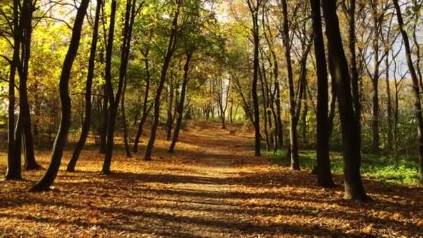 Осенний парк при солнечном свете . — стоковое видео