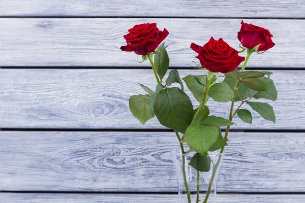 Três rosas frescas em fundo de madeira . — Fotografia de Stock