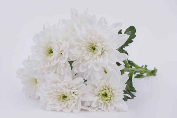 Фон з білих квітів хризантем . — стокове фото