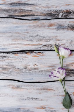 Eustoma çiçek ve metin için boş alan.