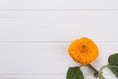 Beyaz ahşap üzerine sarı genç ayçiçeği.