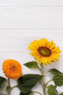 Beyaz ahşap üzerine iki genç olgunlaşmamış ayçiçeği.