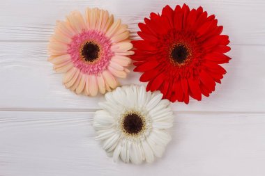 Üç gerber daisies çiçek başları.