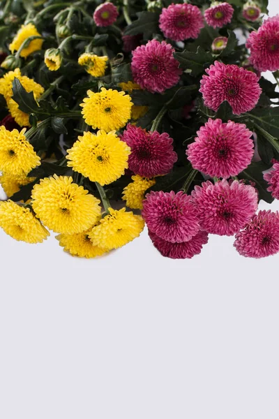 Fleurs de dahlia multicolores gros plan . — Photo