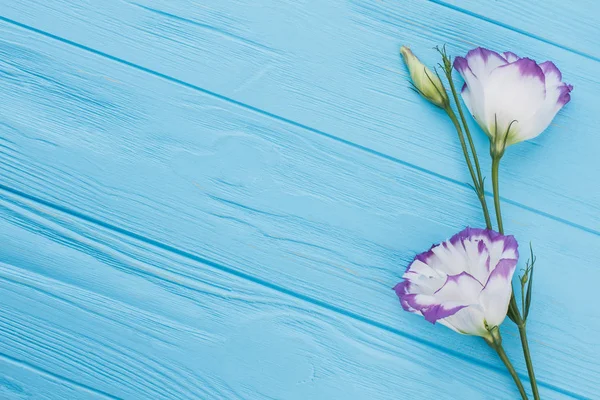 Μωβ lisianthus ή eustoma λουλούδια σε μπλε φόντο ξύλου. — Φωτογραφία Αρχείου