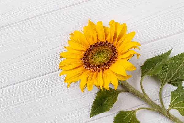 Immature yellow sunflower on white wooden table.