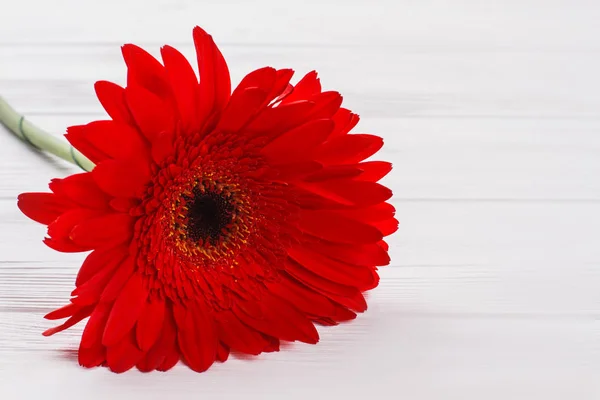 Flor de gerbera vermelha perto . — Fotografia de Stock