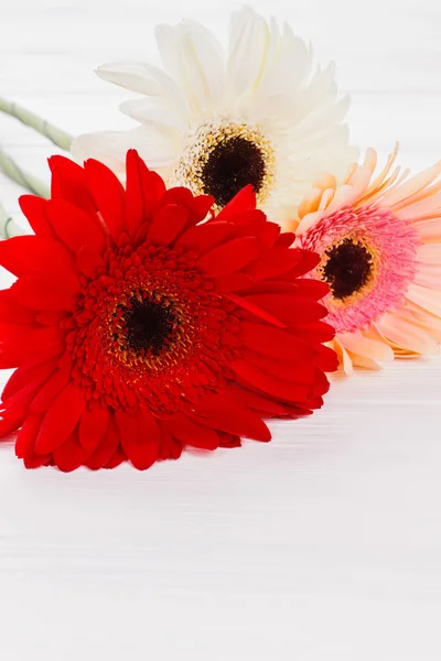 Flores margarida gerber multicoloridas, close-up . — Fotografia de Stock