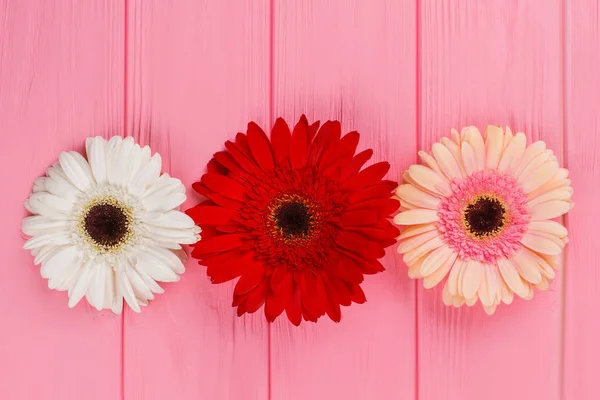 Coloridas flores de gerberas florecientes en madera . — Foto de Stock