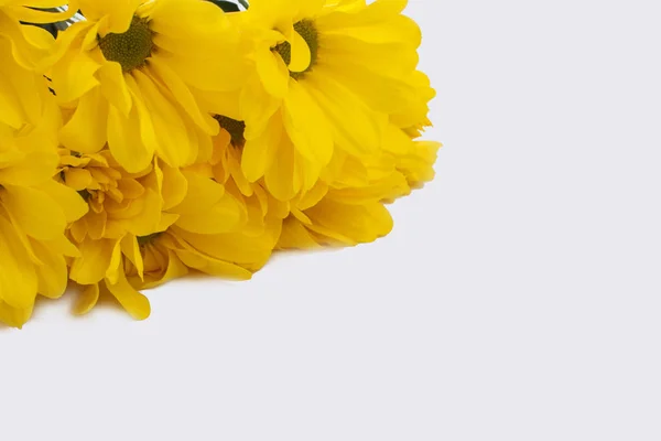 Lindas flores amarelas jerusalem alcachofra . — Fotografia de Stock