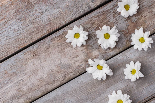 stock image Chamomile flower heads.