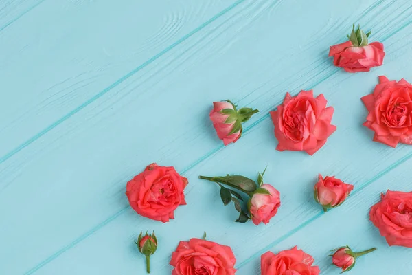 Fleur rose rouge éparpillée sur bois bleu . — Photo