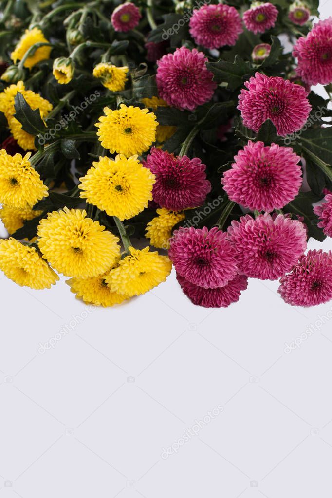 Multicolored dahlia flowers close up.