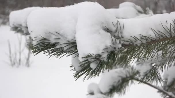 Achtergrond van de winter met sneeuw bedekte boom. — Stockvideo