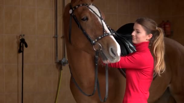 Mujer joven ajustando la brida de caballo en establo . — Vídeos de Stock