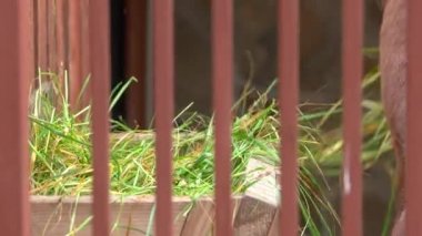 Saman yemek kahverengi atı kapatın. At çiftliğinde istikrarlı yeşil çim yeme. Metal tellerin arkasından görüntülemek.