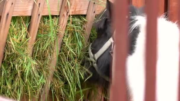 Cerca de pony comer hierba en establo . — Vídeo de stock