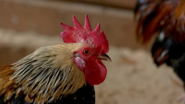 Primer plano gallo con cresta roja en la cabeza. — Vídeos de Stock
