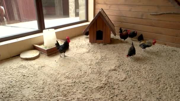 Poulets marchant dans le poulailler . — Video