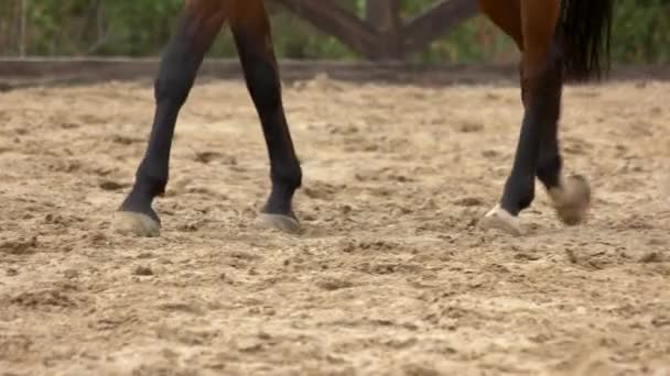 Nogi z czarnym koniem chodzenie na piasku. — Wideo stockowe