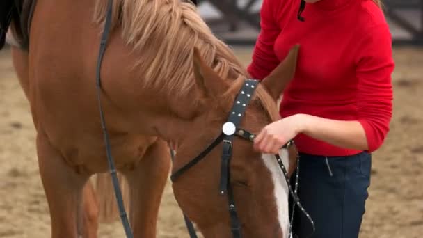 Jeune jolie femme préparant cheval pour l'équitation . — Video