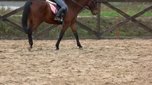 Cavalier à cheval sur le terrain avec espace de copie . — Video