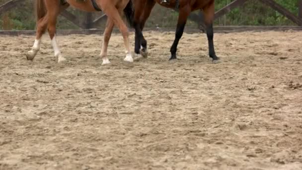 Hoeven van walking paarden op het zand. — Stockvideo