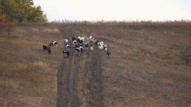 Sığır sürüsü ve çoban tepede, havadan görünümü walk.
