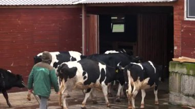 İnek çiftliği damızlık, cowshed girme. İnek sürüsü cowshed sürüş çoban. Yurtiçi hayvan hayvan ıslahı.