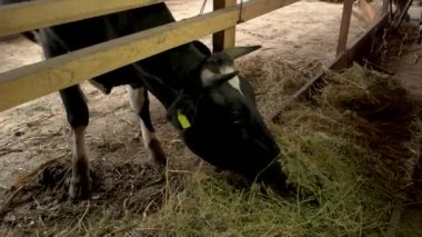 İnek çiftliği'nde saman yemek kapatın. Ahırda yerli inek besleme. Tarım iş kavramı.