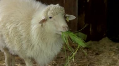 Ahırda saman yiyen beyaz koyunu kapat..