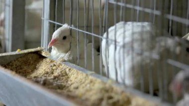 Bıldırcınlar yakından vardır bir kafeste bir kuş çiftliği.