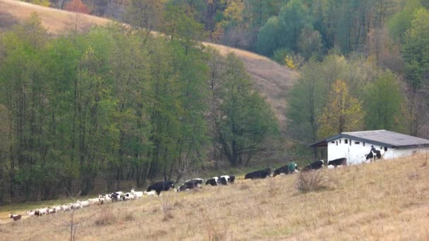 Herde von Kühen und Ziegen auf der Weide. — Stockvideo