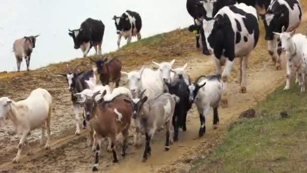 길을 가고 있는 소와 염소 떼. — 비디오