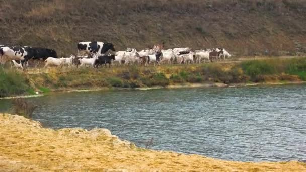 Stado krów i kóz spaceru wzdłuż rzeki. — Wideo stockowe