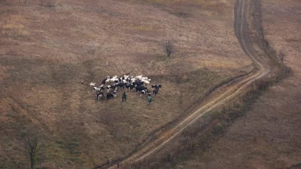 Shepherds walking with cattle on pasture, aerial view. — Stock Video