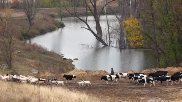 Коровы и козы ходят по лугу осенью . — стоковое видео