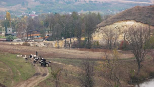 Widok z tyłu stada krów, chodzenie z pastwiska. — Wideo stockowe