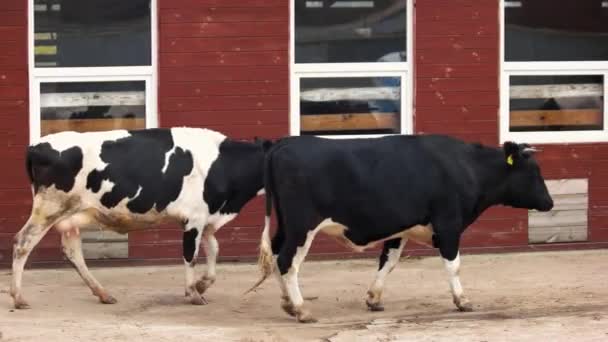 Vacas caminhando na fazenda ao ar livre . — Vídeo de Stock